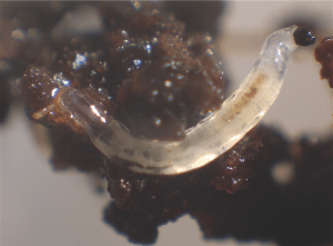 Fungus gnat larvae