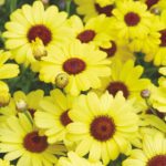 Argyranthemum Grandaisy Yellow