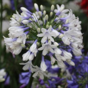 Agapanthus Indigo Frost 4 (Southern Living)