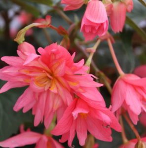 Begonia Funky Pink 5 (Benary)