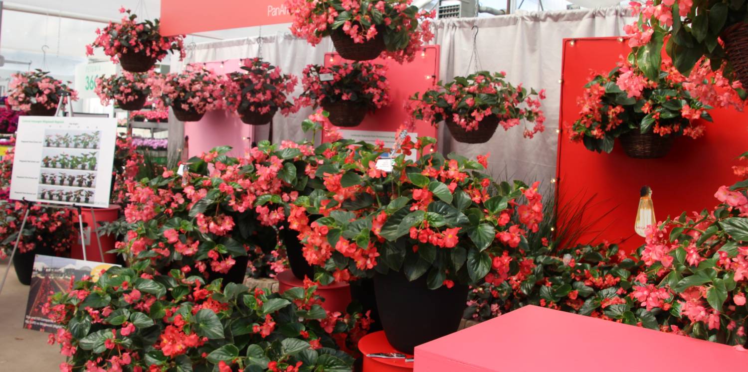 Begonias Continue to Trend Upward - Greenhouse Product News
