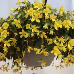 Begonia Mistral Yellow 2 (Selecta)