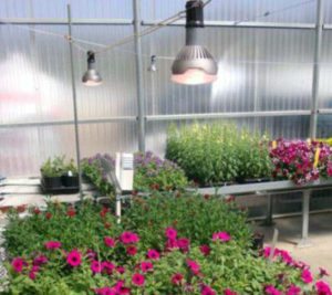 The Greenhouse and Horticultural Lighting online course offers new information on using LEDs for plant growth. Photo: Erik Runkle, MSU.