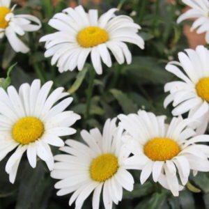 Leucanthemum Sweet Daisy Christine 3 (Dummen)