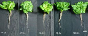 24 hours continuous RB LED with G light exposure significantly enhanced free-radical scavenging activity, decreased nitrate content, and enhanced preharvest lettuce quality. Photo: Yang Qi-Chang