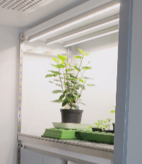 C-series C90 LED light in Aralab’s growth chamber. Photo: University of Zurich