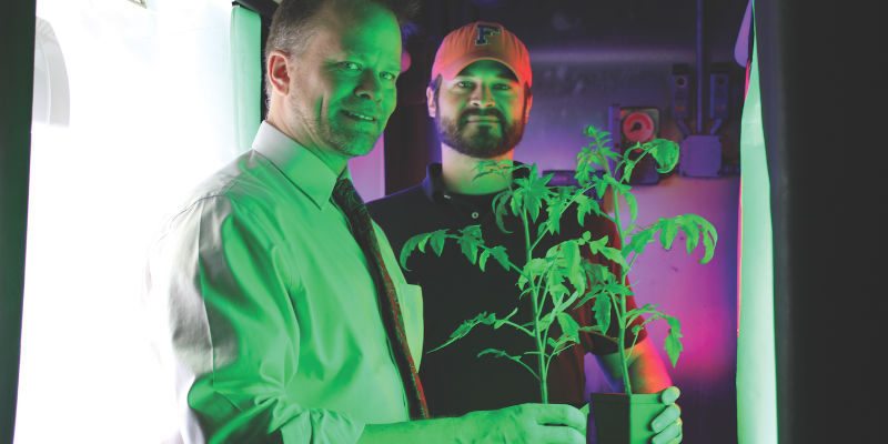 University of Florida researchers Kevin Folta (left) and Thomas Colquhoun are studying the effects LED lights have on the state’s high value crops, including strawberries and tomatoes.