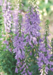 Adenophora ‘Fairy Bells Gaudi Violet’ commands attention with its upright and free-flowering habit. 