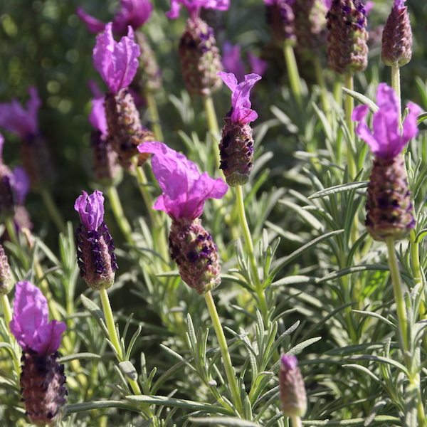 Lavender LaVela - Greenhouse Product News