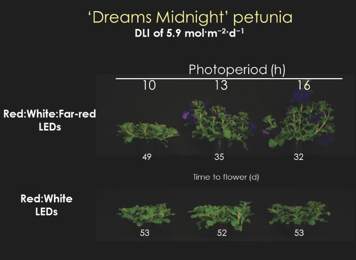 Time to flower (days) of ‘Dreams Midnight’ petunia grown under a daily light integral (DLI) of 5.9 mol·m–2·d–1 and day-extension (DE) photoperiodic lighting of one (10-hour photoperiod), four (13-hr photoperiod), or seven (16-hr photoperiod) hours from light-emitting diodes (LED) providing Red:White:Far-red or Red:White light.