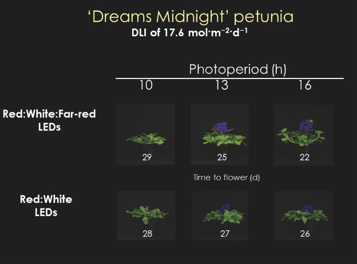 Figure 2. Time to flower (days) of ‘Dreams Midnight’ petunia grown under a daily light integral (DLI) of 17.6 mol·m–2·d–1 and day-extension (DE) photoperiodic lighting of one (10-hour photoperiod), four (13-hr photoperiod), or seven (16-hr photoperiod) hours from light-emitting diodes (LED) providing Red:White:Far-red or Red:White light.