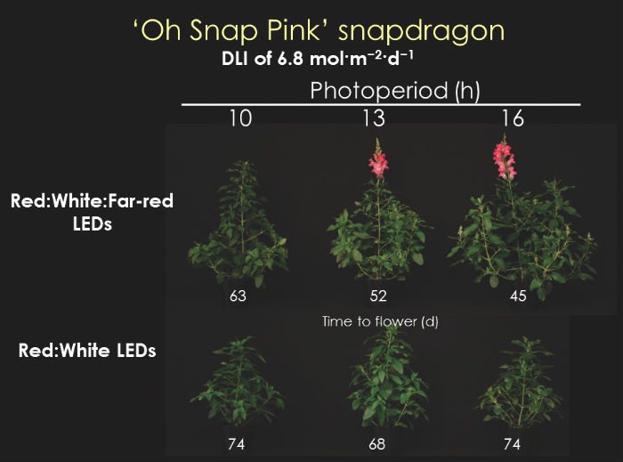 Figure 3. Time to flower (days) of ‘Oh Snap Pink’ snapdragon grown under a daily light integral (DLI) of 6.8 mol·m–2·d–1 and day-extension (DE) photoperiodic lighting of one (10-hr photoperiod), four (13-hr photoperiod), or seven (16-hr photoperiod) hours from light-emitting diodes (LED) providing Red:White:Far-red or Red:White light.