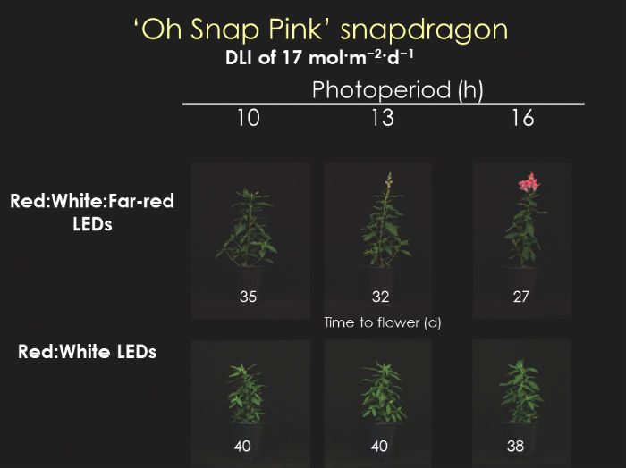 Figure 4. Time to flower (days) of ‘Oh Snap Pink’ snapdragon grown under a daily light integral (DLI) of 17 mol·m–2·d–1 and day-extension (DE) photoperiodic lighting of one (10-hr photoperiod), four (13-hr photoperiod), or seven (16-hr photoperiod) hours from light-emitting diodes (LED) providing Red:White:Far-red or Red:White light.