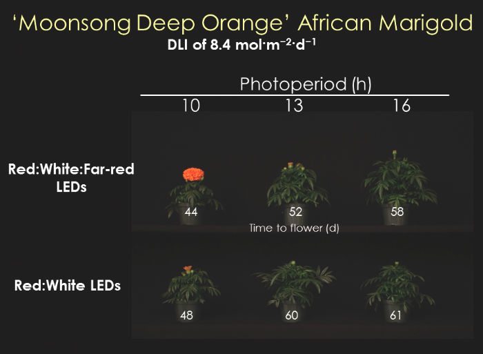 Figure 5. Time to flower (days) of ‘Moonsong Deep Orange’ African marigold grown under a daily light integral (DLI) of 8.4 mol·m–2·d–1 and day-extension (DE) photoperiodic lighting of one (10-hr photoperiod), four (13-hr photoperiod), or seven (16-hr photoperiod) hours from light-emitting diodes (LED) providing Red:White:Far-red or Red:White light.
