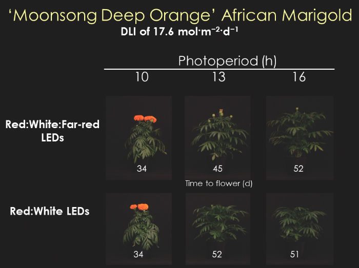 Figure 6. Time to flower (days) of ‘Moonsong Deep Orange’ African marigold grown under a daily light integral (DLI) of 17.6 mol·m–2·d–1 and day-extension (DE) photoperiodic lighting of one (10-hr photoperiod), four (13-hr photoperiod), or seven (16-hr photoperiod) hours from light-emitting diodes (LED) providing Red:White:Far-red or Red:White light.
