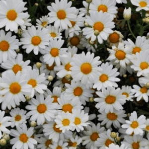argyranthemum-white-butterfly