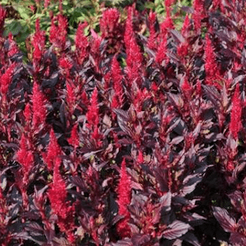 Celosia Kelos Fire Scarlet Improved Greenhouse Product News