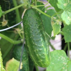cucumber-gherking