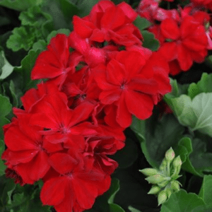 geranium-calliope-dark-red