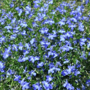 lobelia-compact-blue