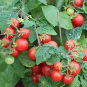 tomato-red-robin-2