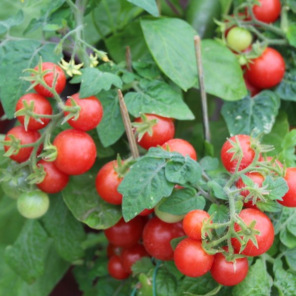 navigation tidsplan bekymre Tomato 'Red Robin' - Greenhouse Product News