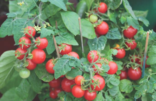 New Edibles At Spring Trials Greenhouse Product News New Edibles At Spring Trials