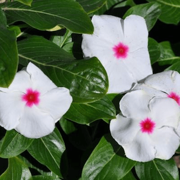 Vinca 'Mega Bloom Polkadot' - Greenhouse Product News