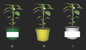 One of the four images shown to consumers with branded and unbranded plants; they were asked, “Which plant is of the highest quality or are they about the same?”