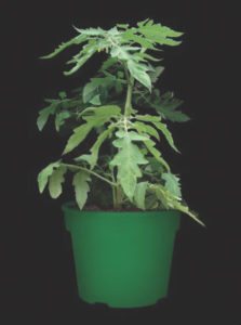 Tomato plant shown in green container.