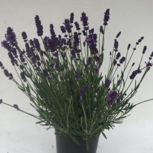 2-lavender_ellagancepurpleweek21-copy