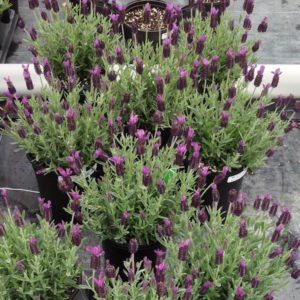 4-lavenderanouksupreme2-week201611-copy