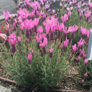 6-lavendertheprincess4-week201623mv-copy