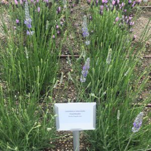 9-lavenderfredboutin4-week201623mv-copy