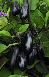eggplant-patiobaby-panamericanseed