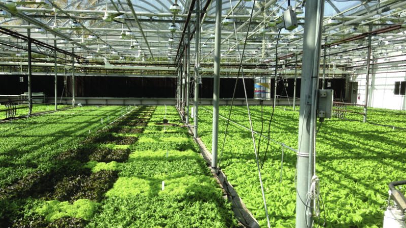 Growing Hydroponic Leafy Greens Greenhouse Product News