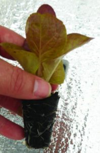 Figure 4. Lettuce seedling ready to transplant