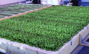 Figure 6. Baby leaf spinach production in Speedling trays on a small Deep Water Culture (DWC) pond