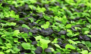 Farmbox Greens produces 20 different varieties of microgreens and herbs, including sorrel, baby kale, basil and cilantro. (Photo: Farmbox Greens)