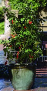 Tomato ‘Tidy Treats’ has a dwarf indeterminate habit allowing you to harvest many cherry-size red fruit throughout the season without the plant getting too large, with resistance to Fusarium Race 1 and Verticilium. Days to maturity: 50-55.