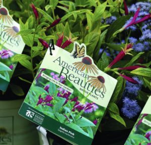The American Beauties Native Plants brand began as a partnership between North Creek Nurseries and Prides Corner Farms. It is now available from six licensed growers throughout the country.
