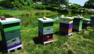Not only is North Creek Nurseries neonicotinoid free, but the company also has 30 bee hives on the property.