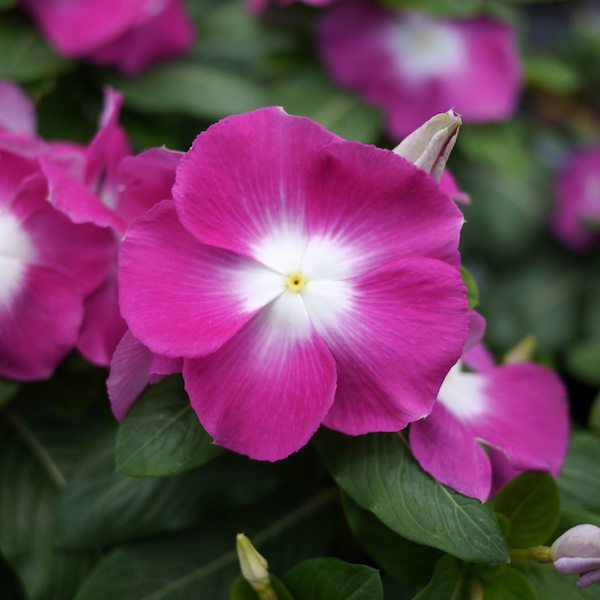 Vinca ‘Mega Bloom Orchid Halo’ - Greenhouse Product News