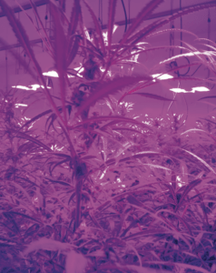 Fred Green has recommended the installation of LEDs for warehouse cannabis production. He said LEDs are efficient, have the optimal spectrum, and the return on investment is outstanding. Photo: Fred Green Cannabis Consulting
