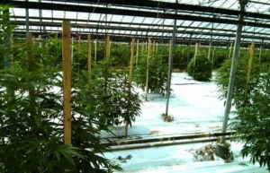 Fred Green expects within the next five years the majority of new cannabis production will be done in greenhouses. He said warehouse facilities are too costly to build and too costly to operate. Photo: Horticultural Solutions Ltd