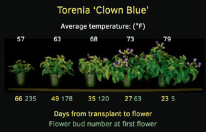 Figure 1. The effect of average daily temperature on flowering time and number of flower buds at first flowering of torenia grown from a 288-cell plug and under an average daily light integral of 18 mol∙m–2∙d–1. Photo courtesy of Tasneem Vaid.