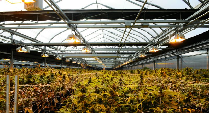How To Build A Greenhouse For Cannabis Production