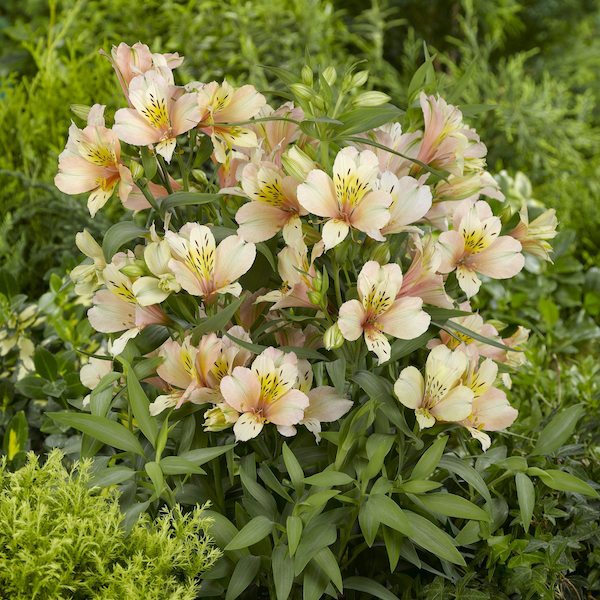 Alstroemeria ‘Inca Ice’ - Greenhouse Product News