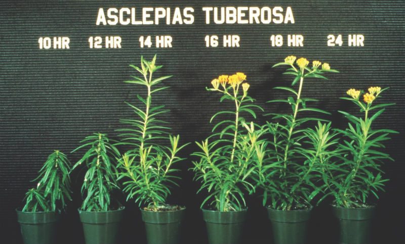 Asclepias Tuberosa Butterfly Weed Greenhouse Product News