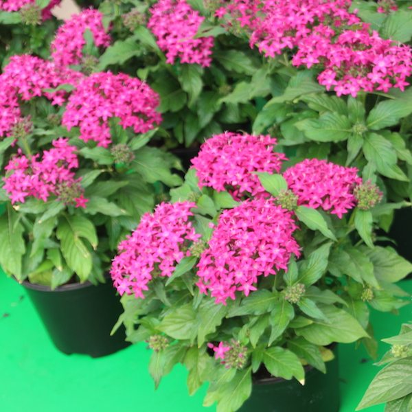 Pentas ‘Lucky Star Violet’ - Greenhouse Product News